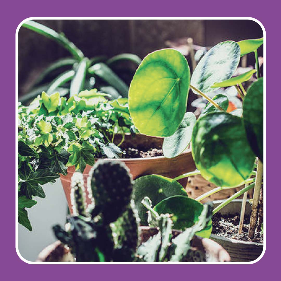 when should my houseplants come back inside?