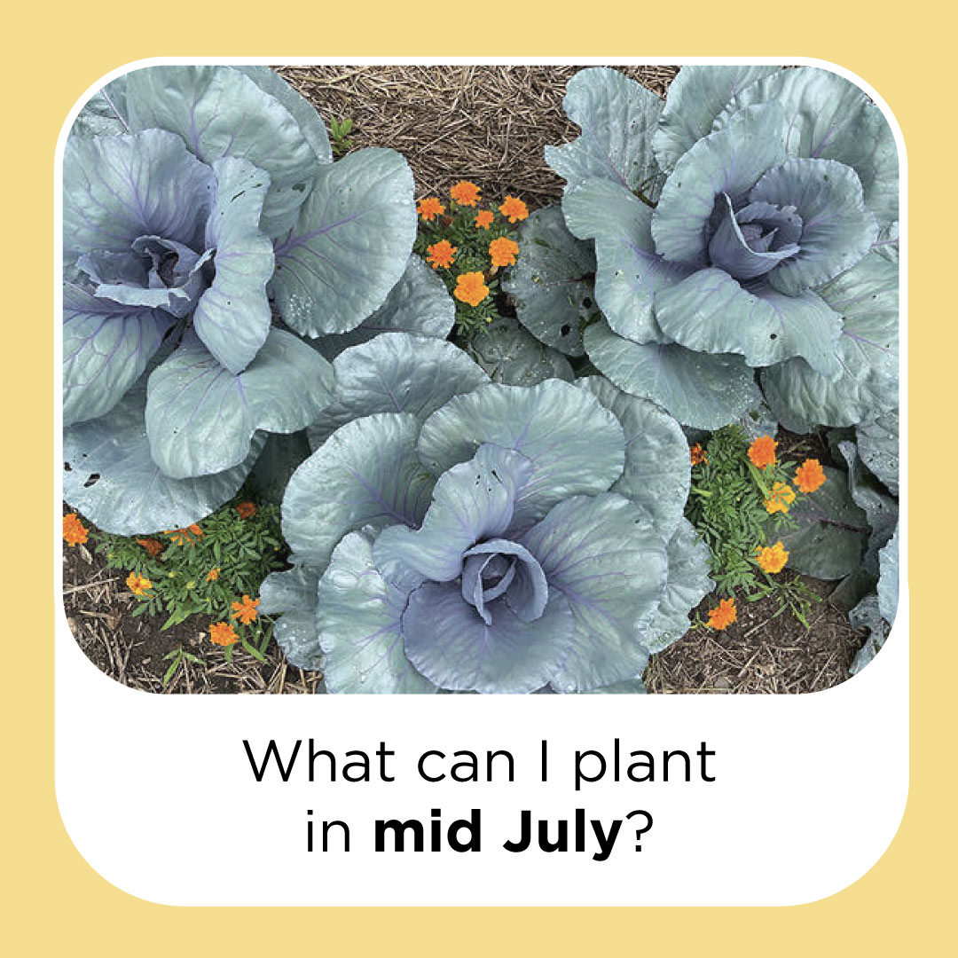 what can i plant in mid july