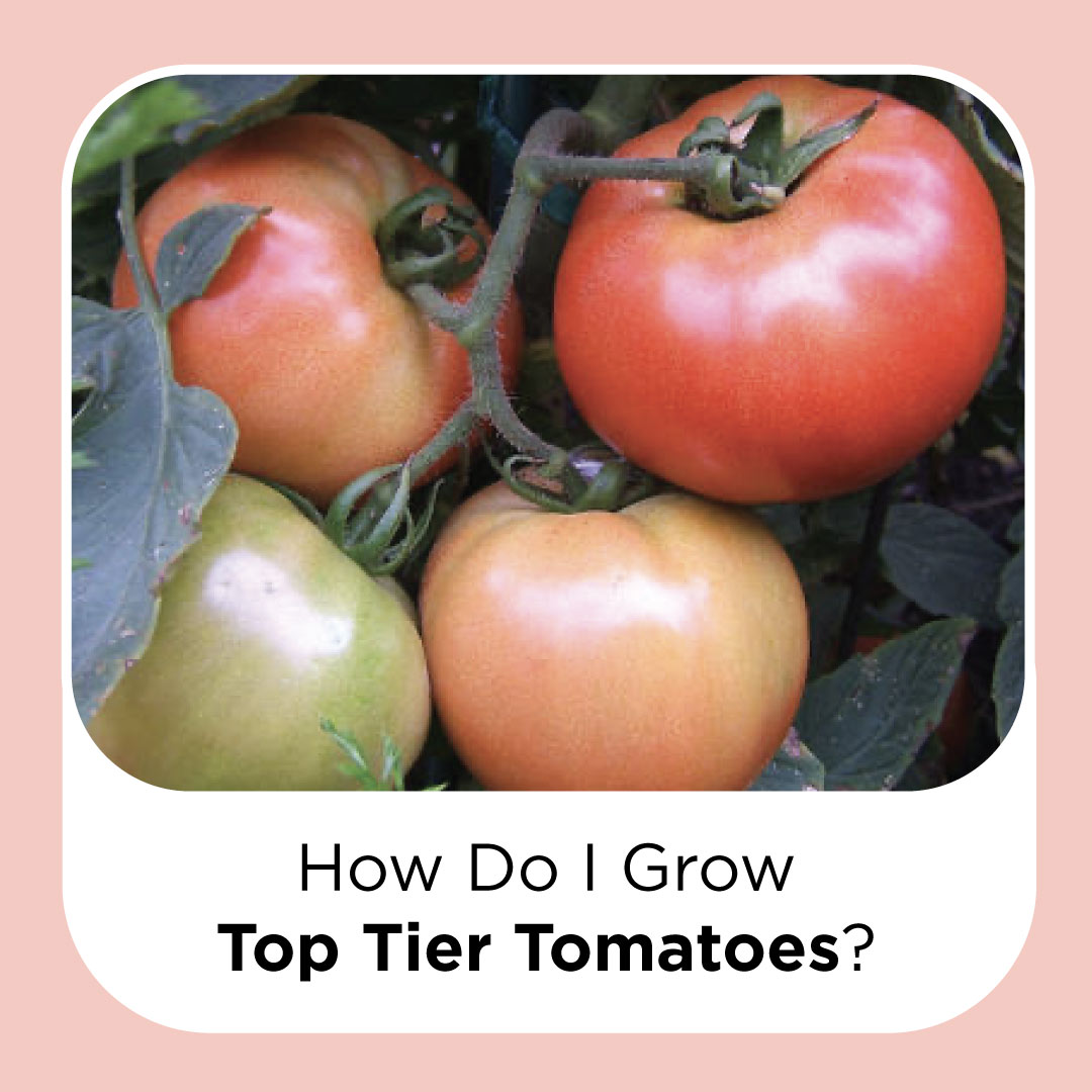 how do i grow top tier tomatoes