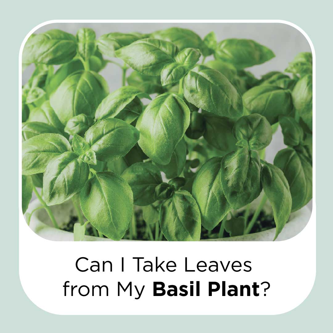 can i take the leaves from my basil plant?