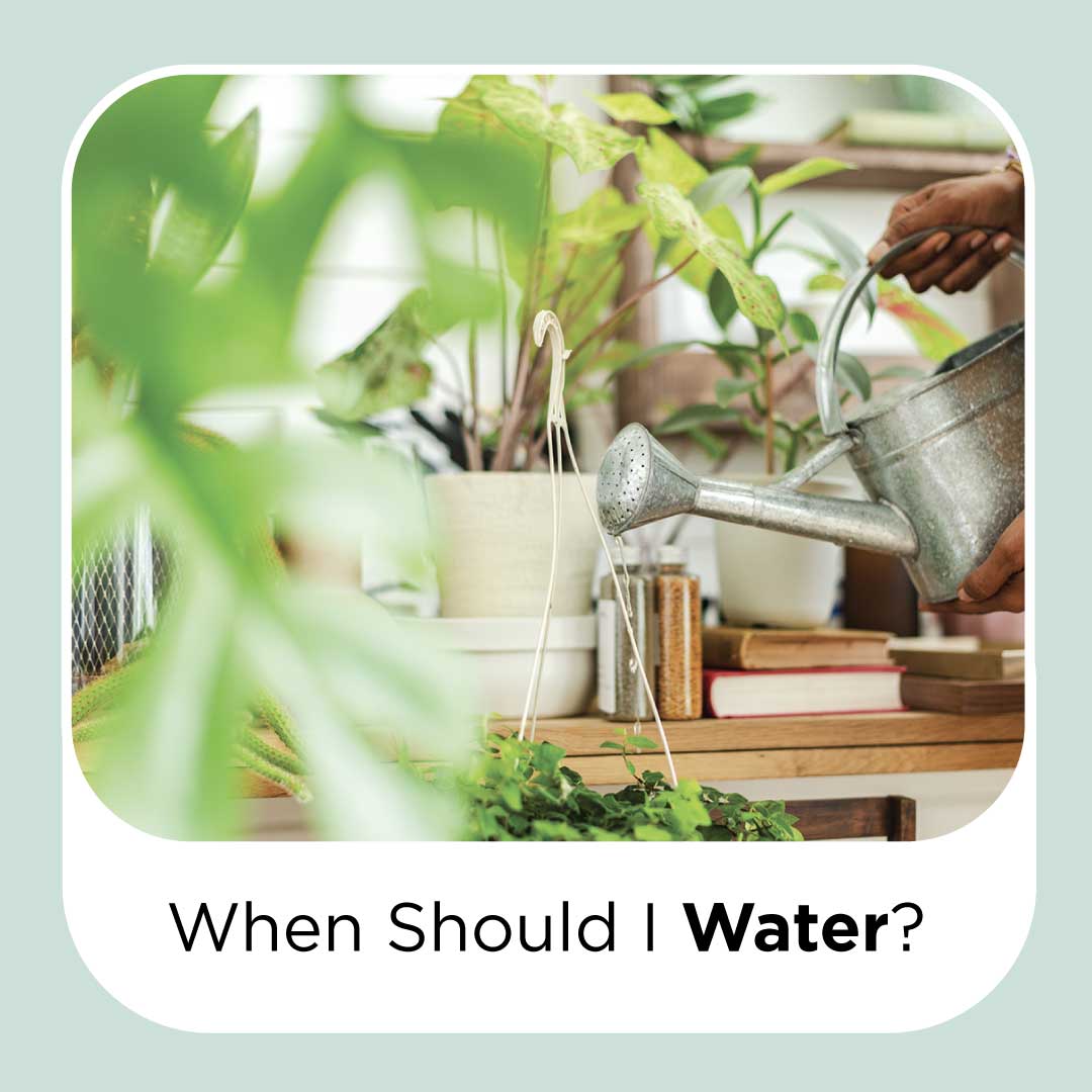 When should I water?