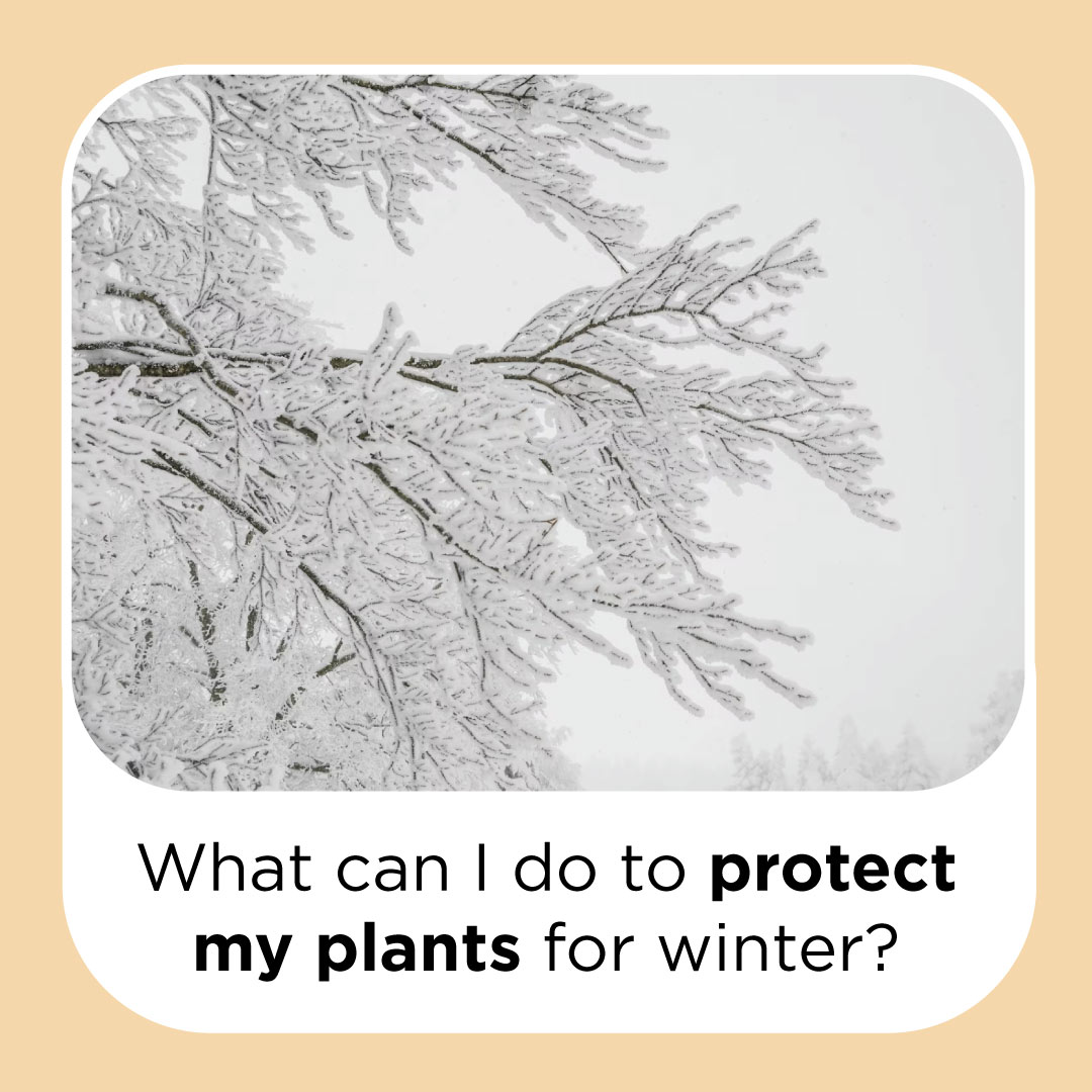 what can i do to protect my plants for winter