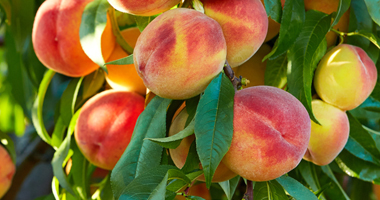 Southern Peaches—$1.99/lb