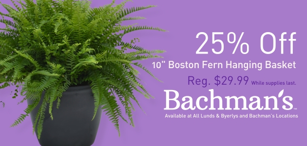 Bachman's: 25% OFF 10-Inch Boston Fern Hanging Basket. Regularly $29.99. While supplies last. Available at all Lunds and Byerlys and Bachman's locations.