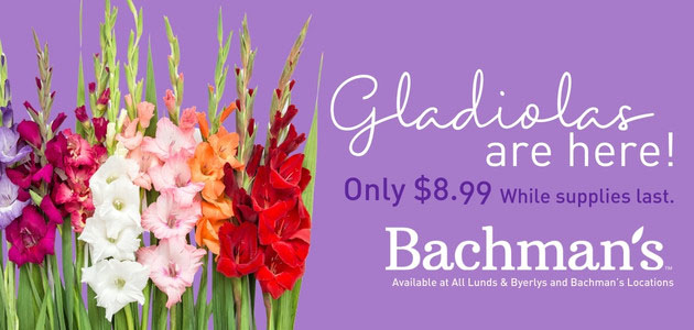 Bachman's: Gladiolas are here. Only $8.99 - While supplies last. Available at Lunds & Byerlys and all Bachman's locations.