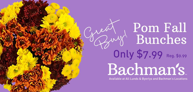 Bachman's: Great Buy Pom Fall Bunches - Only $7.99. Save $1. Available at all Lunds & Byerly's and Bachman's locations.