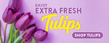 Shop Tulips