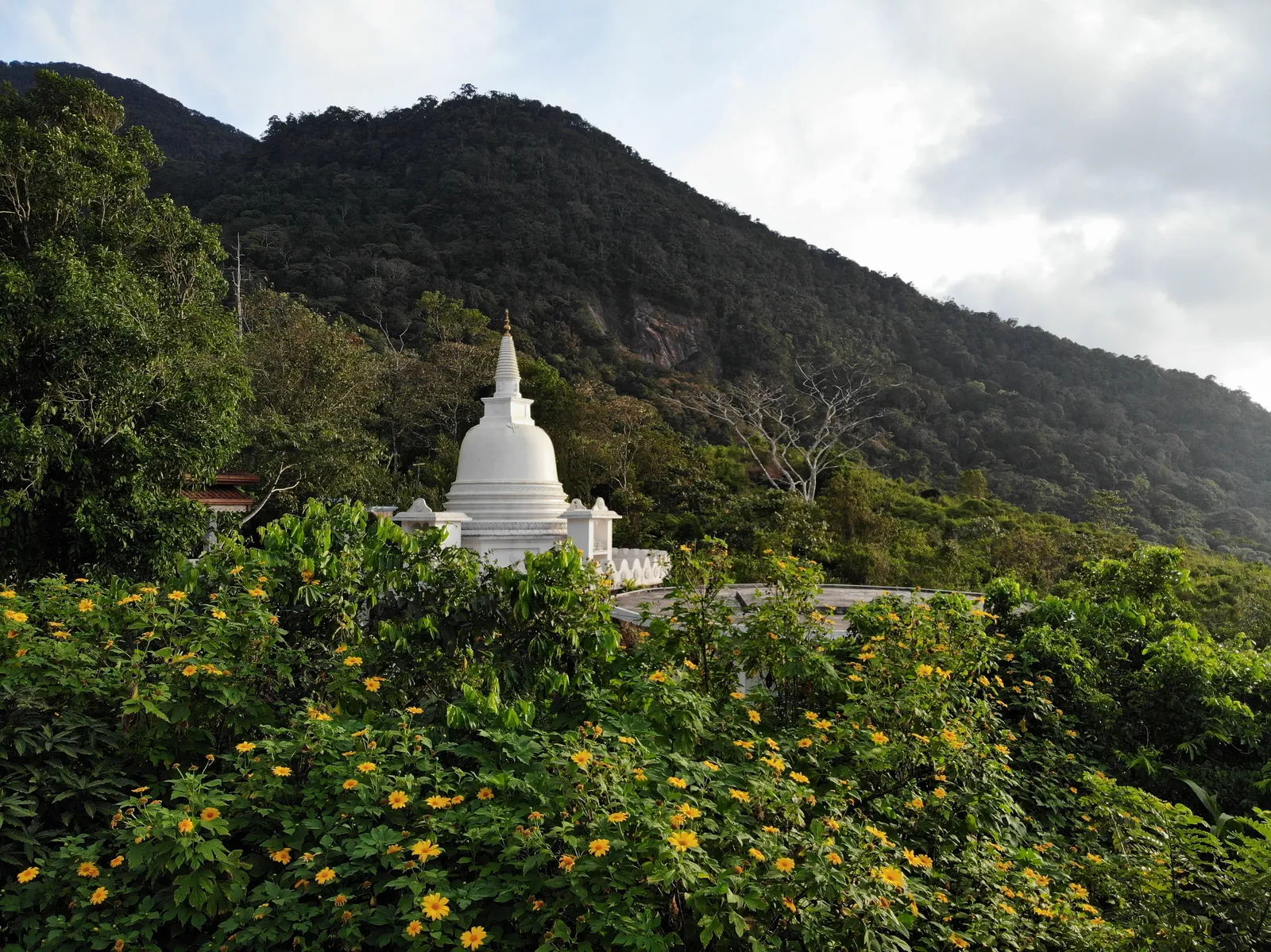 ආරණ්‍යය වටවූ කඳු පන්ති — ඡායාරූපය 5