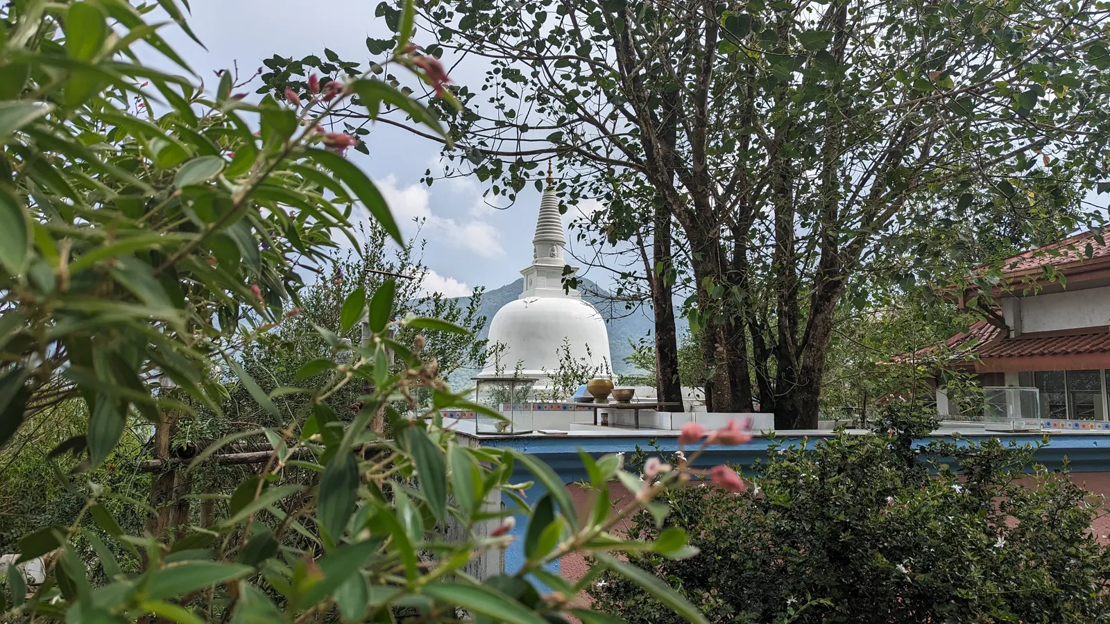 ආරණ්‍ය භූමියේ ඡායාරූප කිහිපයක් — ඡායාරූපය 14