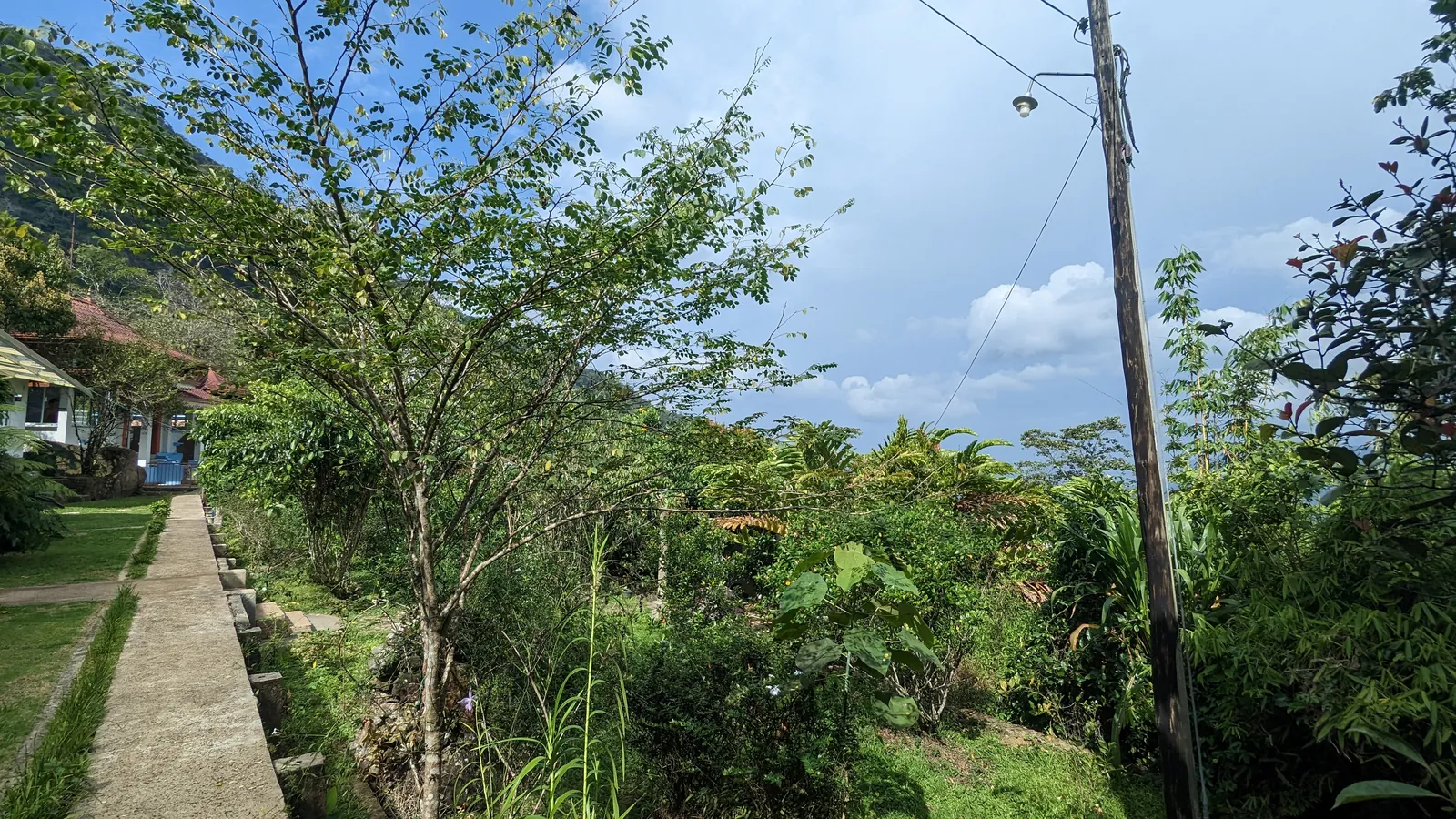 ආරණ්‍ය භූමියේ ඡායාරූප කිහිපයක් — ඡායාරූපය 5