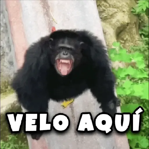 stickers_🤣🦍Monos_Traviesos😂🦍