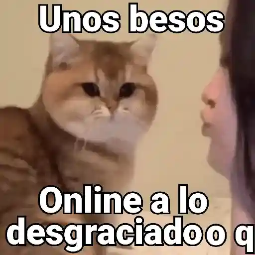 stickers_Gatos_pa_Responder_2🐱🌼