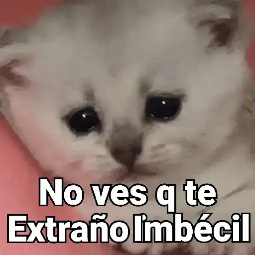 stickers_Gatos_pa_Responder_2🐱🌼