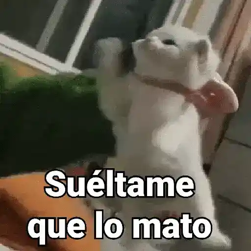 stickers_Gatos_pa_Responder_2🐱🌼