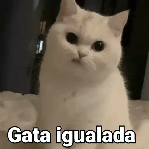 stickers_Gatos_pa_Responder_2🐱🌼
