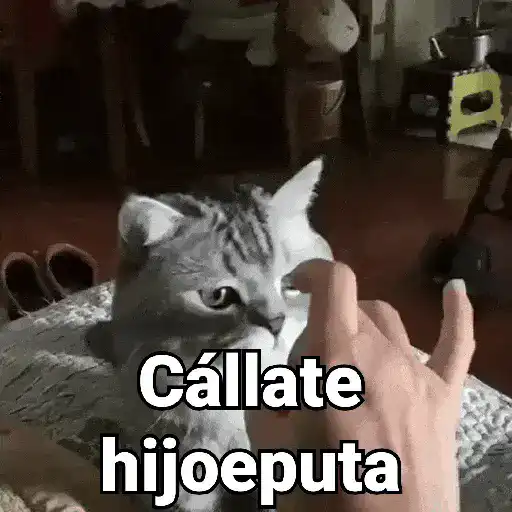 stickers_Gatos_pa_Responder_2🐱🌼