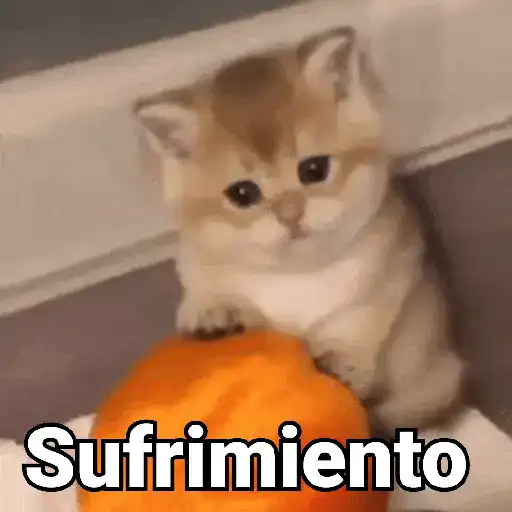 stickers_Gatos_pa_Responder_2🐱🌼