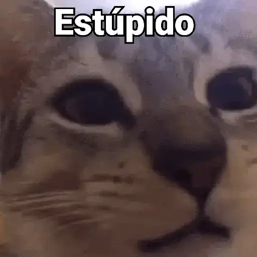 stickers_Gatos_pa_Responder_2🐱🌼