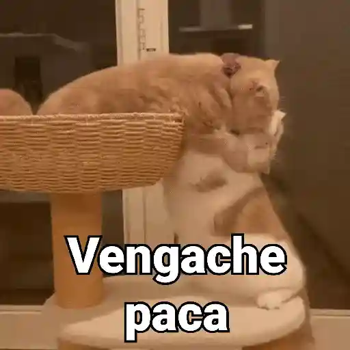 stickers_Gatos_pa_Responder_2🐱🌼