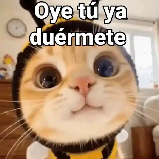 stickers_Gatos_pa_Responder_2🐱🌼