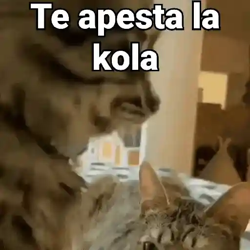 stickers_Gatos_pa_Responder_2🐱🌼