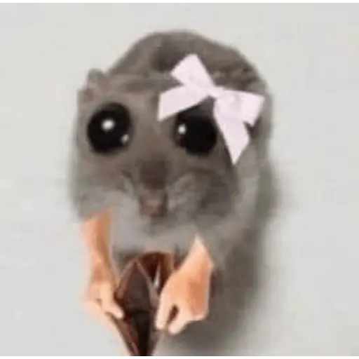 stickers_Rata_Triste-Memes🐭🥹✨