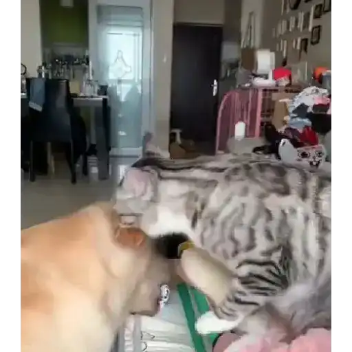 stickers_Animales_Graciosos_🐕🐈