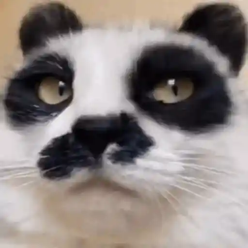 stickers_👆MI_HONESTA_REACCIÓN_2_😌