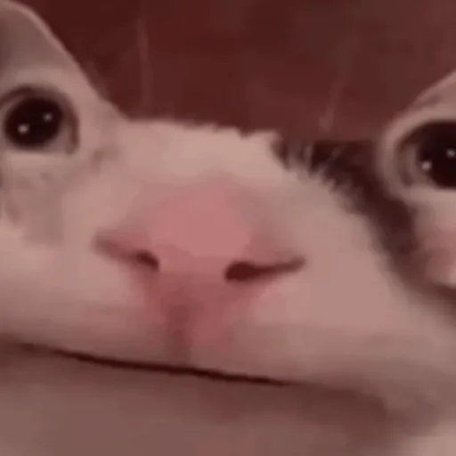 stickers_👆MI_HONESTA_REACCIÓN_2_😌