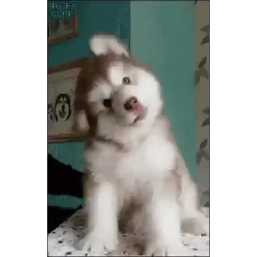 stickers_minhas_figurinhas_