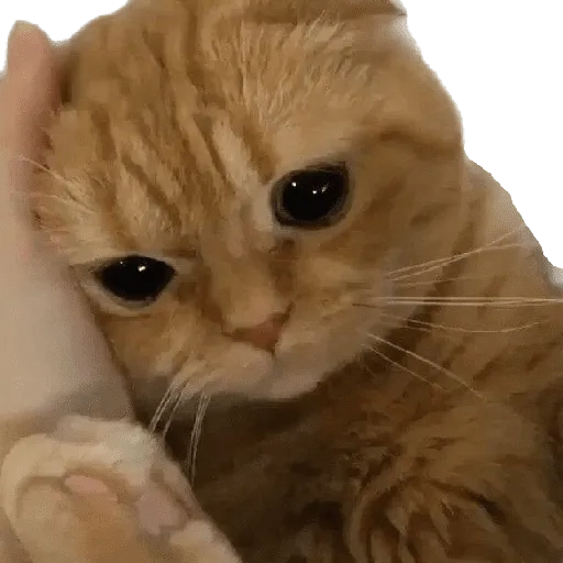 stickers_Porn🔞
