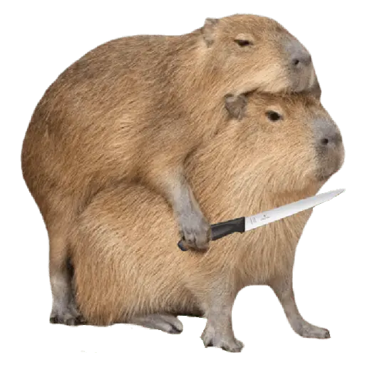 stickers_memes_de_carpinchos_capibaras
