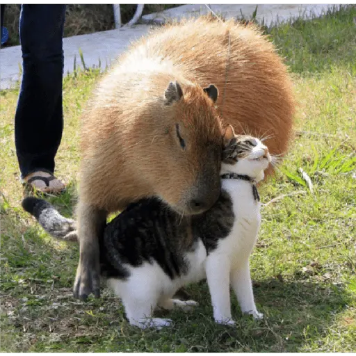 stickers_memes_de_carpinchos_capibaras