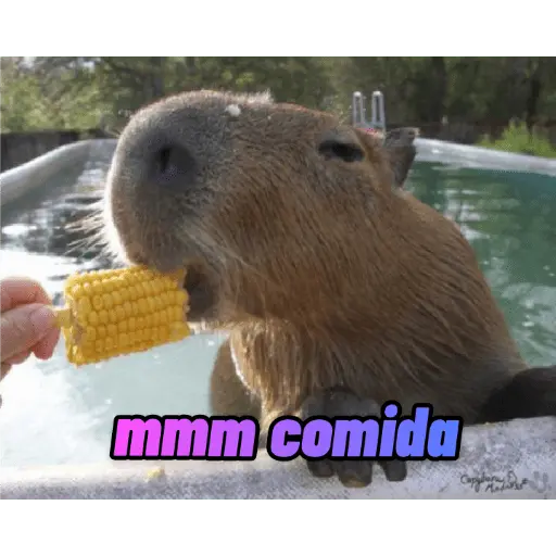 stickers_memes_de_carpinchos_capibaras