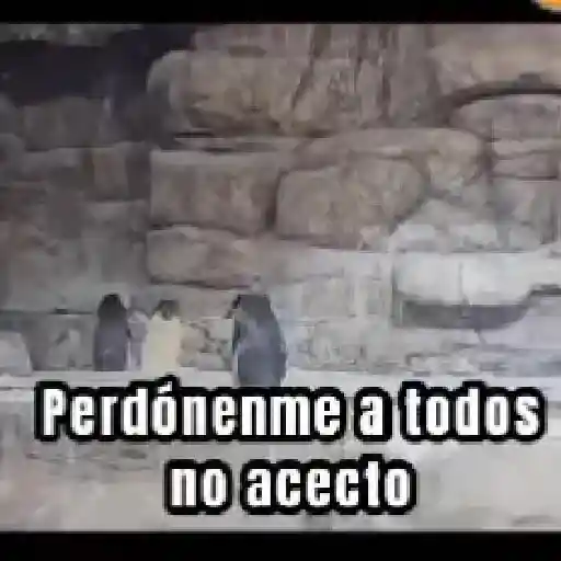 stickers_perdónenme_no_acepto_😎