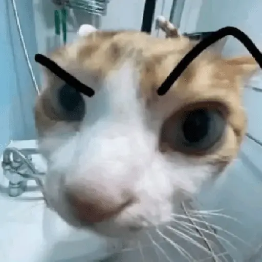 stickers_🐱🐈_GATOS_🐈🐱