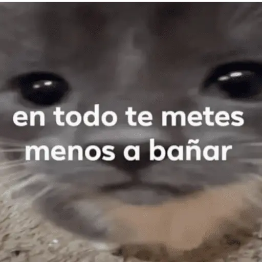 stickers_Memes_pal_chat🤎