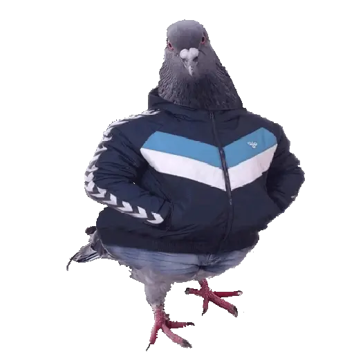 stickers_🕊🪺_Paloma_MIGAJERA_🪺🕊