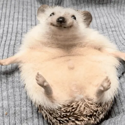 stickers_🦔_ERIZO_MOODS_🦔