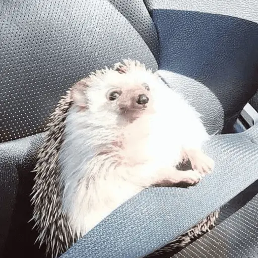stickers_🦔_ERIZO_MOODS_🦔