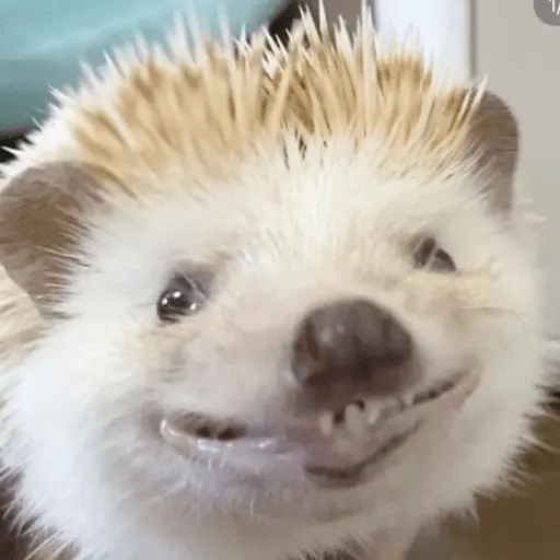 stickers_🦔_ERIZO_MOODS_🦔