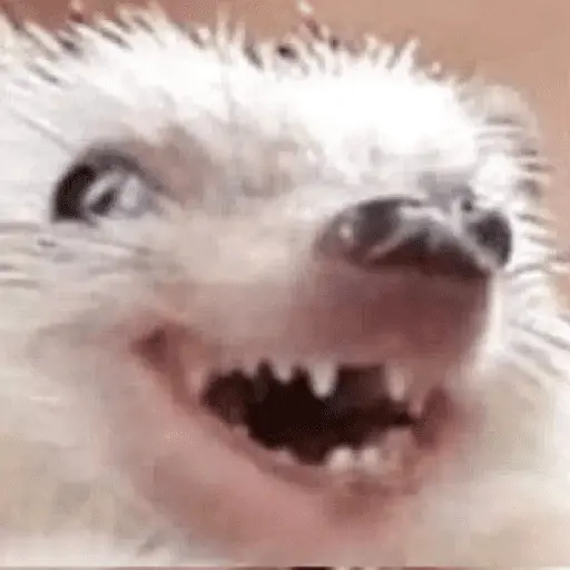 stickers_🦔_ERIZO_MOODS_🦔