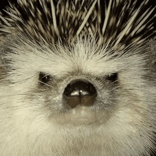 stickers_🦔_ERIZO_MOODS_🦔