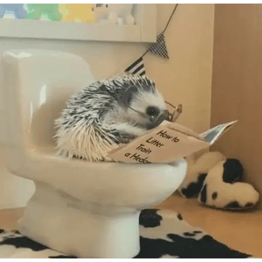stickers_🦔_ERIZO_MOODS_🦔