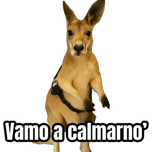stickers_🦘Memes_canguro_🦘😂