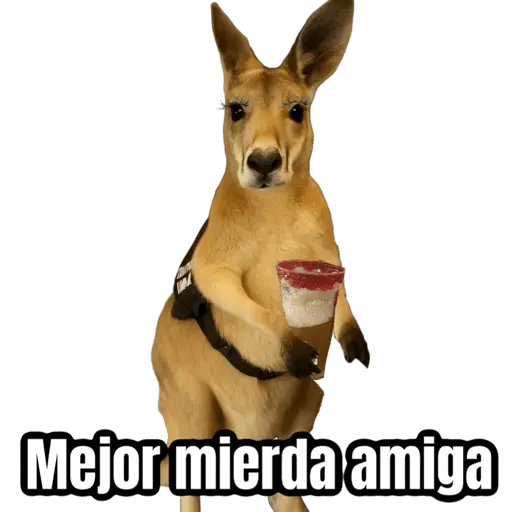 stickers_🦘Memes_canguro_🦘😂