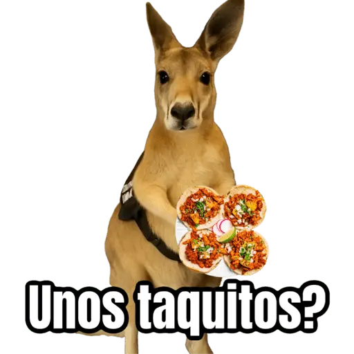 stickers_🦘Memes_canguro_🦘😂