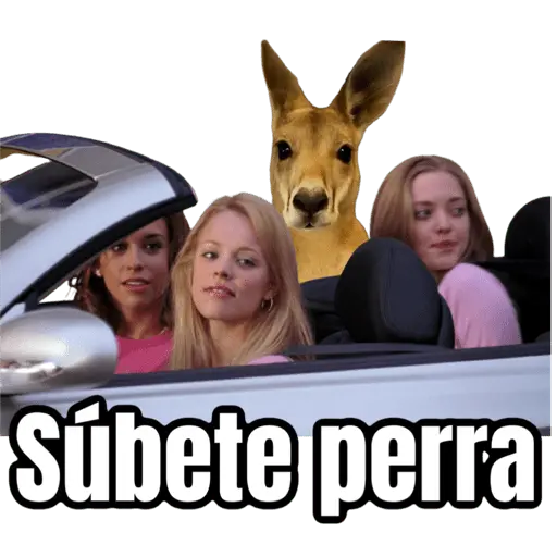 stickers_🦘Memes_canguro_🦘😂