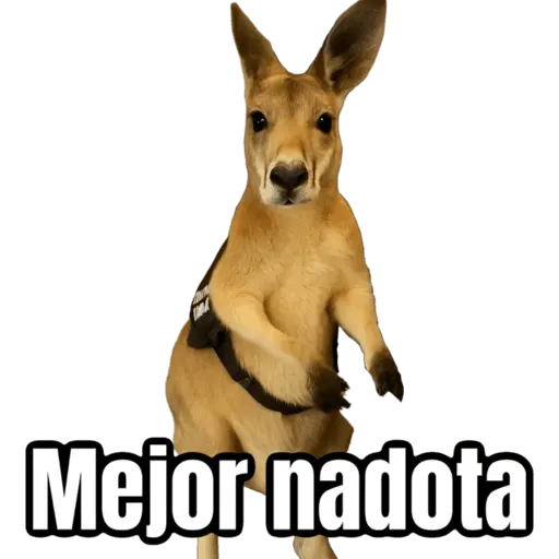 stickers_🦘Memes_canguro_🦘😂