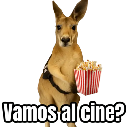 stickers_🦘Memes_canguro_🦘😂